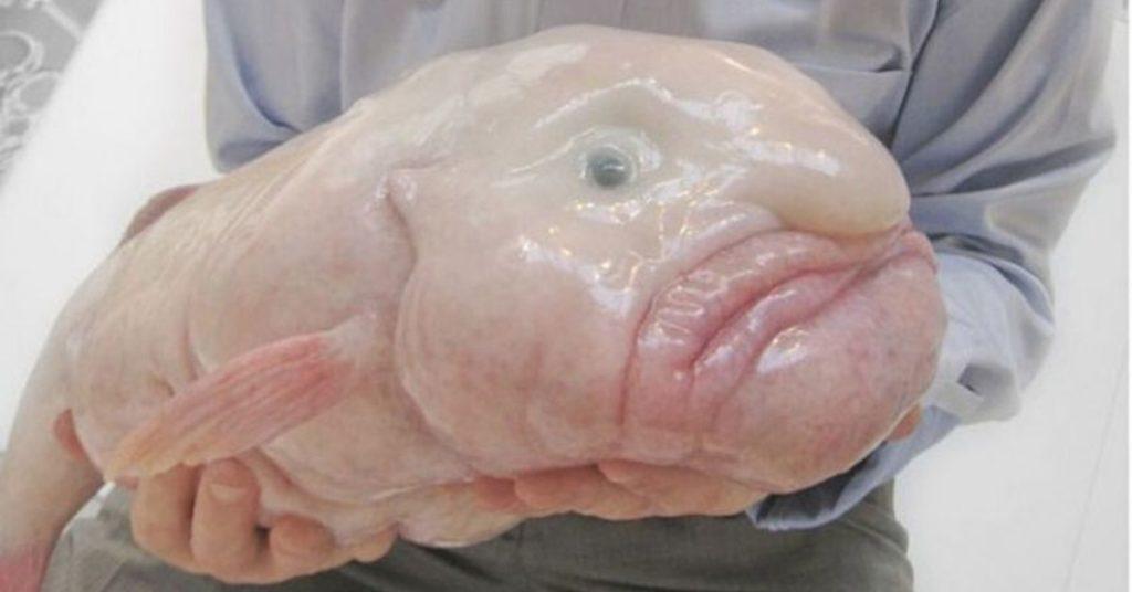 FlipFact (February 8, 2020): This is what a blobfish really looks like -  FlipScience - Top Philippine science news and features for the inquisitive  Filipino.
